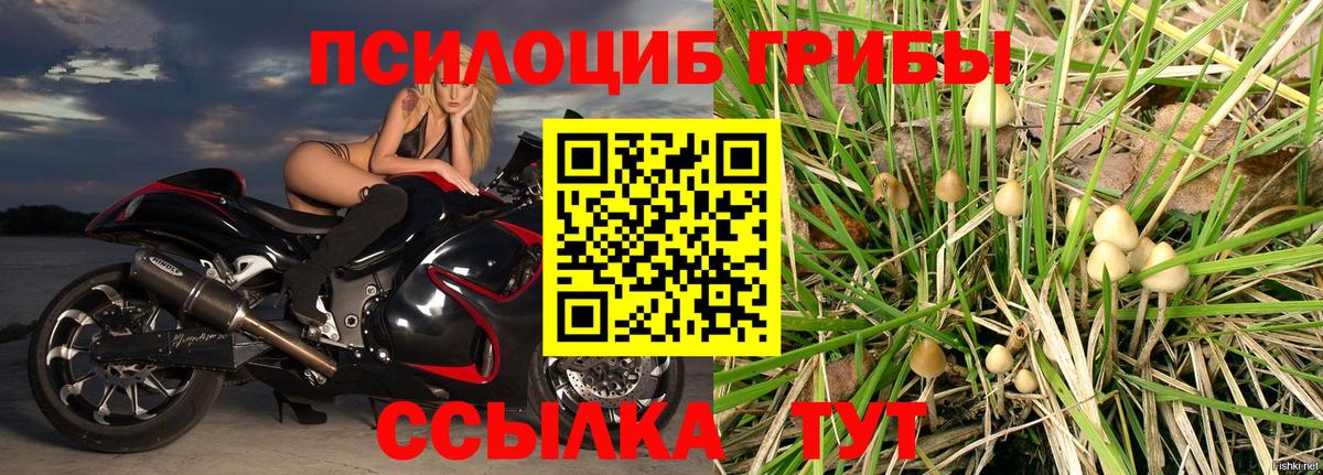 Псилоцибиновые грибы Psilocybine cubensis Черногорск